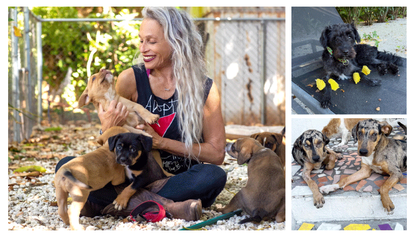 Jamie’s Rescue: A Haven for Dogs in Miami