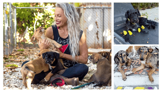 Jamie’s Rescue: A Haven for Dogs in Miami