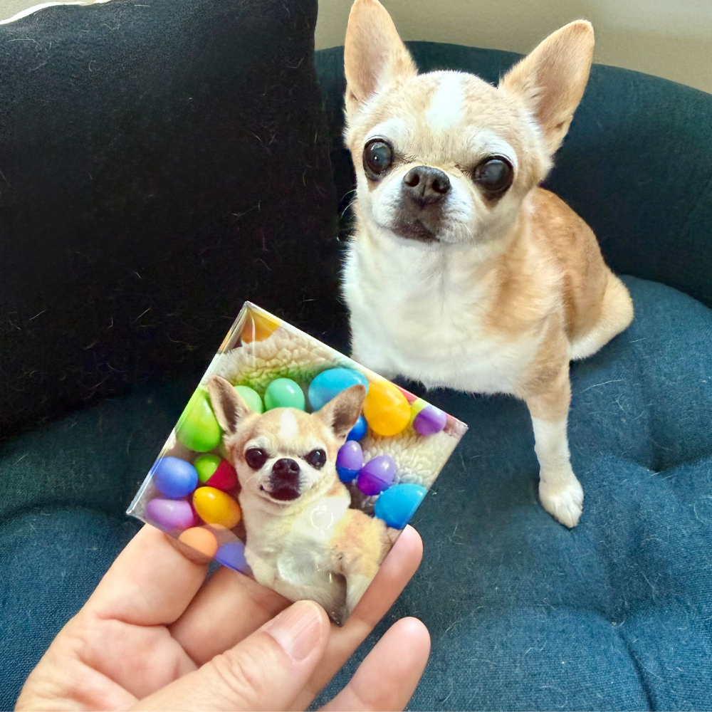 Small dog sitting on a blue cushion with a hand holding a colorful magnet featuring the dog's image.