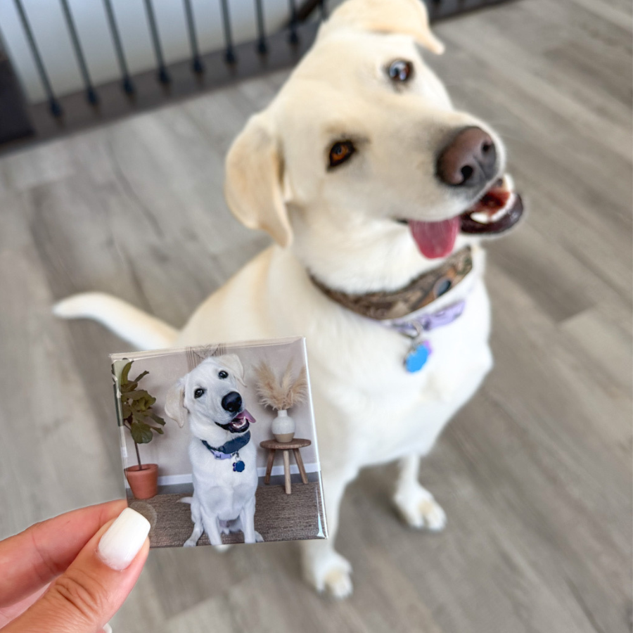 A person holds a small square photo magnet showing a white Labrador retriever wearing a blue bow tie, while a real yellow Labrador dog in a collar looks on in an indoor room with wood flooring.
