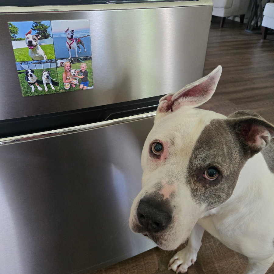 A white and gray pitbull-type dog looks up at a stainless steel refrigerator with a set of four custom pet photos displayed on the door.