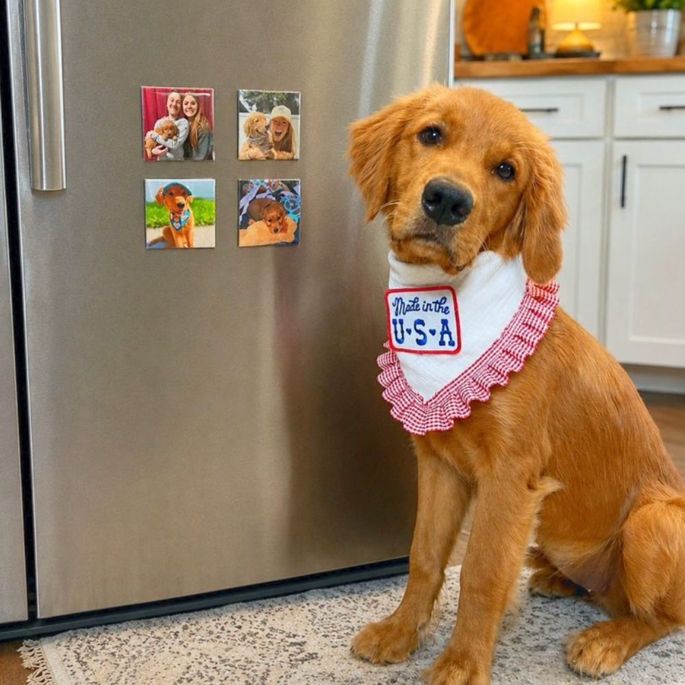 Dog wearing a bandana with 'Made in the USA' text in a kitchen setting with 4 custom picture magnets behind him on the refridgerator.
